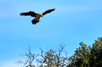 Bearded Vulture (Gypaetus barbatus), throwing down a bone, by Felix Rehsteiner