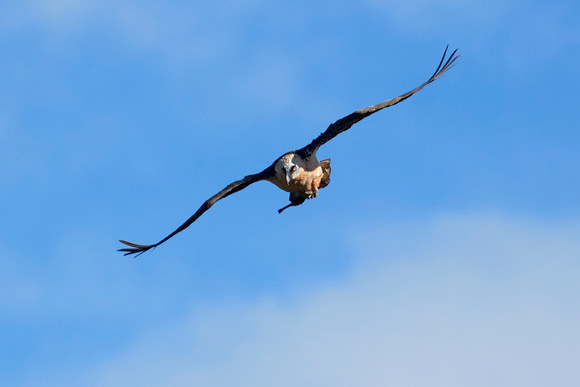Bearded Vulture (Gypaetus barbatus), by Felix Rehsteiner