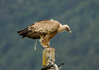 Griffon Vulture Buitre Leonado Gänsegeier Gyps fulvus, by Ueli Rehsteiner