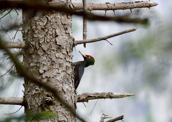 Black Woodpecker Dryocopus martius, by Ueli Rehsteiner
