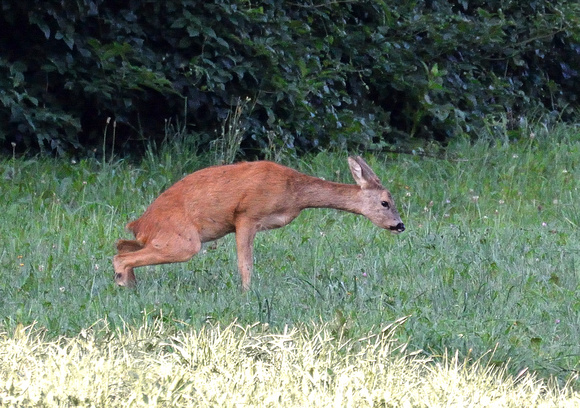 European roe deer Capreolus capreolus urinating, by Ueli Rehsteiner