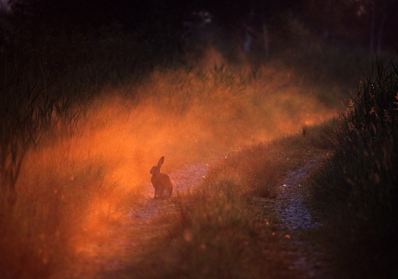 European Hare Lepus europaeus in the mist, by Ueli Rehsteiner