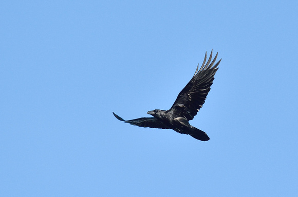 Raven Corvus corax, by Ueli Rehsteiner