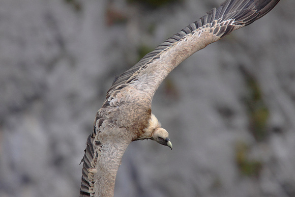 Griffon Vulture Gyps fulvus, by Ueli Rehsteiner