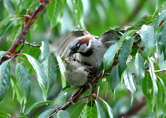 House Sparrow Passer domesticus, by Ueli Rehsteiner