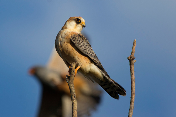 Red-footed Falcon (Falco verspertinus)