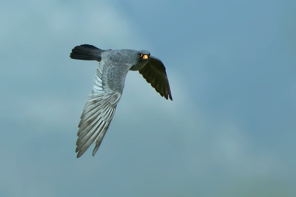 Red-footed Falcon (Falco verspertinus)