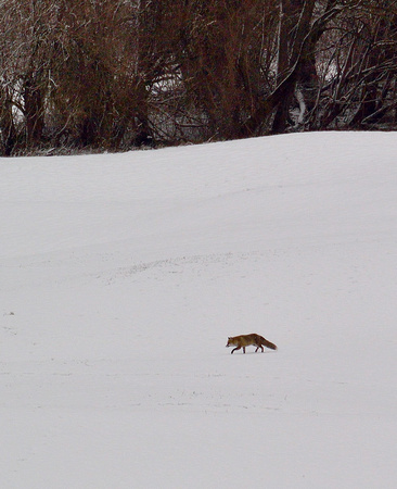 Red Fox, by Ueli Rehsteiner