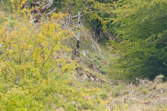 Cantabrian brown bear male Oso pardo cantabrico macho Ursus arctos, by Ueli Rehsteiner