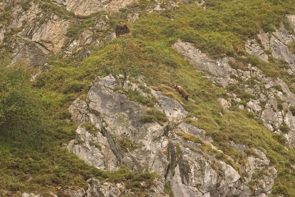 Cantabrian brown bear heading toward a Whitebeam Sorbus aria Oso pardo cantabrico Ursus arctos, by Ueli Rehsteiner