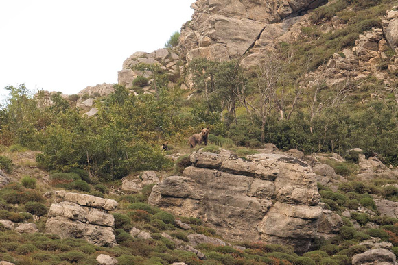 Cantabrian brown bear female with 2 cubs Oso pardo cantabrico con 2 crias Ursus arctos, by Ueli Rehsteiner