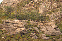 Cantabrian brown bear female with 2 cubs Oso pardo cantabrico con 2 crias Ursus arctos, by Ueli Rehsteiner