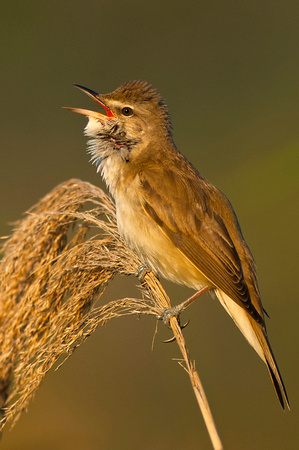 Great Reed Warbler (Accrocephalus arundinaceus)