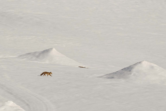 Red Fox Rotfuchs Vulpes vulpes, by Ueli Rehsteiner