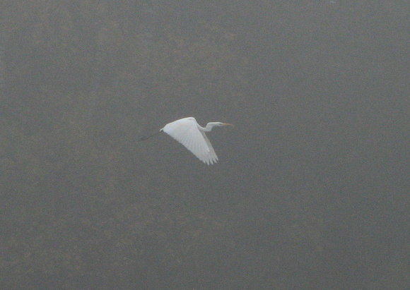 Great White Egret Egretta alba, by Ueli Rehsteiner