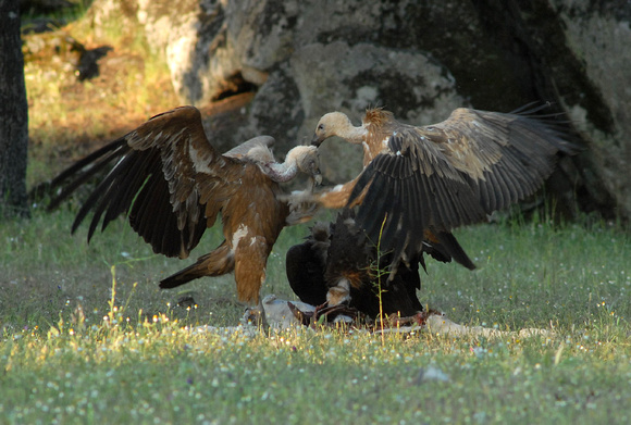 Griffon Vulture Gyps fulvus & Black Vulture Aegypius monachus, by Ueli Rehsteiner