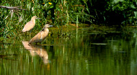 Squacco Heron (Ardeolaa ralloides)