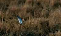 Redshank (Tringa totanus)