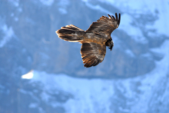 Bearded Vulture Gypaetus barbatus, by Ueli Rehsteiner
