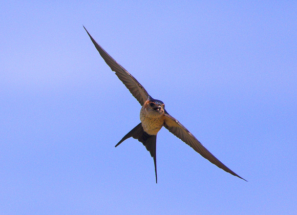 Red-rumped Swallow Hirundo daurica, by Ueli Rehsteiner
