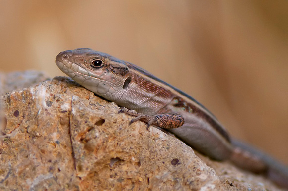 Peloponnese Wall Lizard (Podarcis peloponnesiacus)