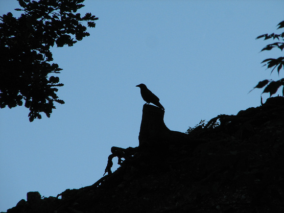 Carrion Crow Corvus corone, by Ueli Rehsteiner