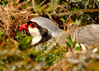 Rock Partridge Steinhuhn Alectoris graeca, by Ueli Rehsteiner