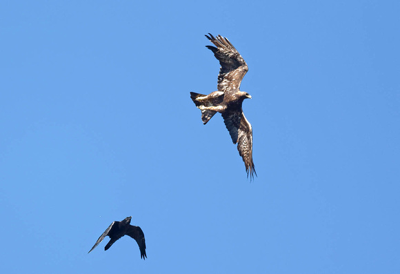 Golden Eagle Aquila chrysaetos & Raven Corvus corvus, by Ueli Rehsteiner