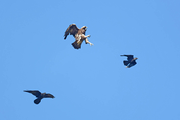 Golden Eagle Aquila chrysaetos & Raven Corvus corvus, by Ueli Rehsteiner