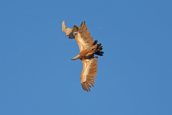 Peregrine Falcon attacks Griffon Vulture Gyps fulvus, by Ueli Rehsteiner