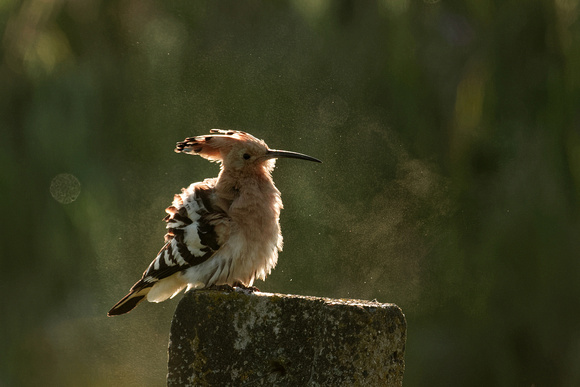 Hoopoe Upupa epops shakes sand out of plumage, by Ueli Rehsteiner