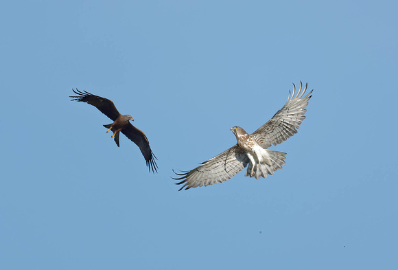 Black Kite Milvus migrans & Short-toed Snake-eagle Circaetus gallicus, by Ueli Rehsteiner
