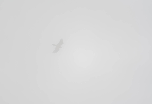 Bearded Vulture in the clouds Quebrantahuesos Gypaetus barbatus, by Ueli Rehsteiner
