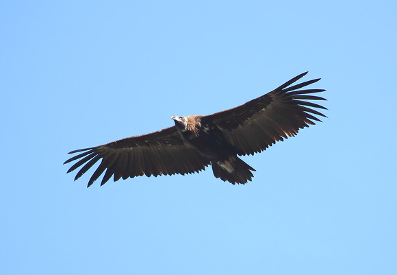 Black Vulture Aegypius monachus, by Ueli Rehsteiner