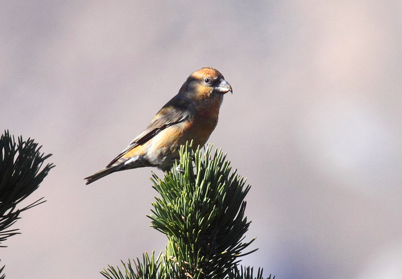 Red Crossbill Loxia curvirostra, by Ueli Rehsteiner