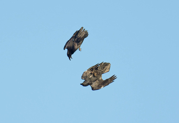 Raven Kolkrabe Cuervo Corvus corax, by Ueli Rehsteiner