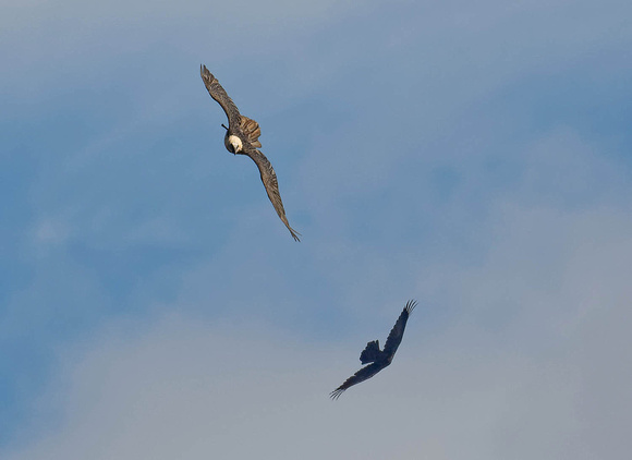 Bearded Vulture Quebrantahuesos Gypaetus barbatus and Raven Kolkrabe Cuervo Corvus corax, by Ueli Rehsteiner