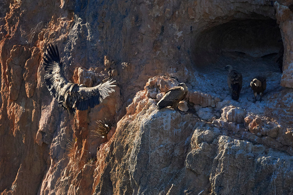 Griffon Vultures (Gyps fluvus), by Felix Rehsteiner