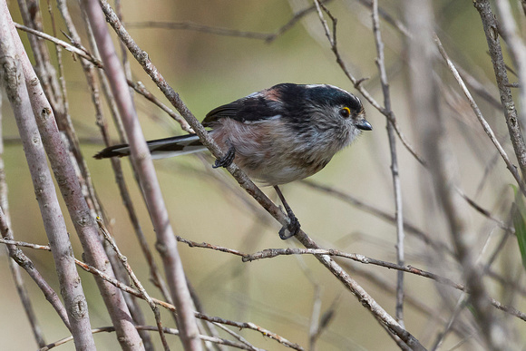 Long-tailed Tit (Aegithalos caudatus), by Felix Rehsteiner