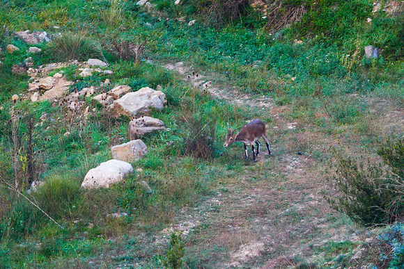 Iberian Ibex (Capra pyrenaica), by Felix Rehsteiner