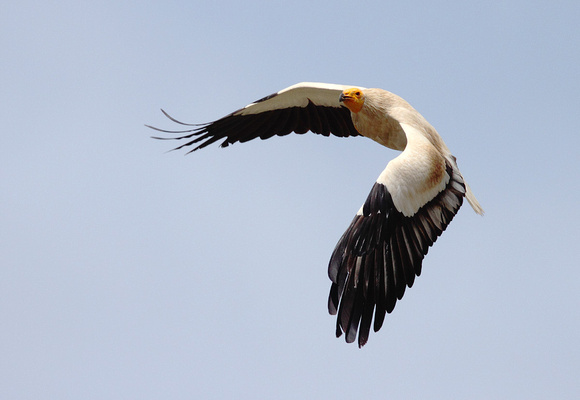 Egyptian Vulture Neophron percnopterus, by Ueli Rehsteiner