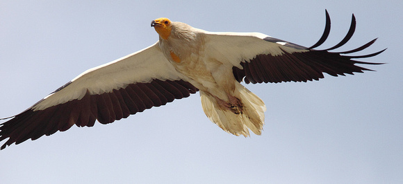 Egyptian Vulture Neophron percnopterus, by Ueli Rehsteiner
