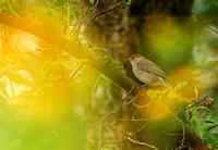 Eurasian Blackcap female Mönchsgrasmücke Sylvia atricapilla, by Ueli Rehsteiner