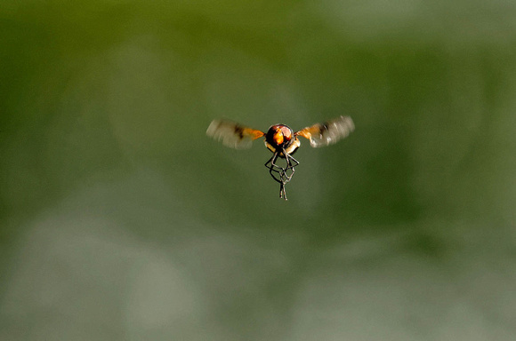 Gemeine Waldschwebfliege Pellucid Hoverfly ​Volucella pellucens, by Ueli Rehsteiner