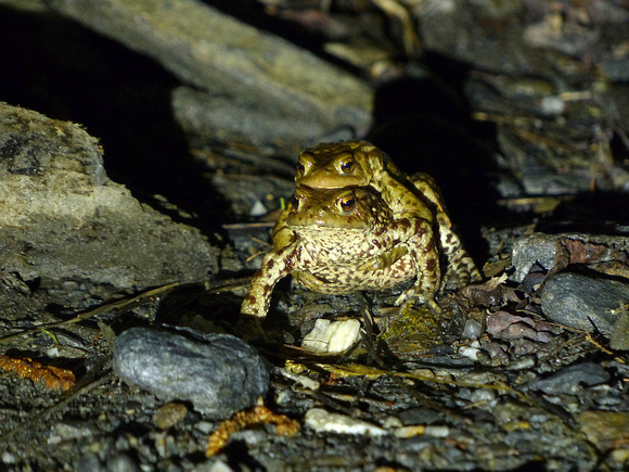 Common Toad Erdkröte Bufo bufo, by Ueli Rehsteiner