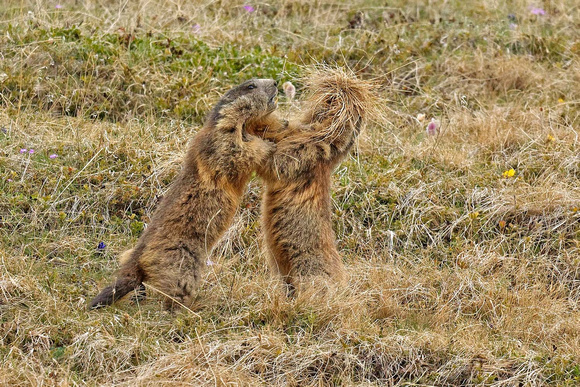 Fighting marmots, one with hay in his mouth. Kämpfende Murmeltiere, eines mit Heu zwischen den Zähnen. Marmotta marmotta, by Ueli Rehsteiner