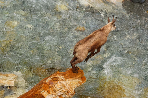 Chamois jumping over a river Gämse überspringt Fluss Rupicapra rupicapra, by Ueli Rehsteiner