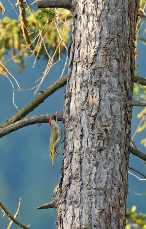 Eurasian Green Woodpecker female Grünspecht Picus viridis, by Ueli Rehsteiner
