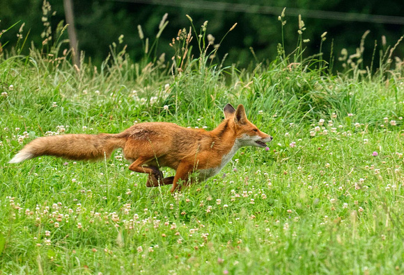 Red Fox Fuchs Zorro Renard Vulpes vulpes, by Ueli Rehsteiner