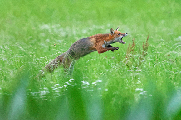 Fox Vulpes vulpes jumping after june beetle Amphimallon solstitiale Fuchs springt nach Junikäfer, by Ueli Rehsteiner